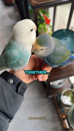 Why Are These Birds Always Together? #shorts