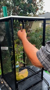 Tagging a Monarch Butterfly this morning. #gardening #savingmonarchs #nativeplants #fblifestyle #autumn #monarchmigration #monarchbutterflies #FallMigration #october #pollinators #nature #fallvibes | Saving Monarchs
