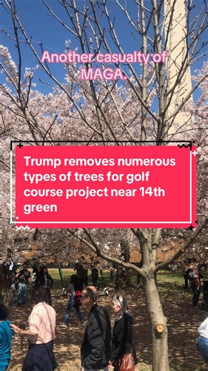 Attention: THIS VIDEO IS FROM MY LAST TRIP THERE, THE TEARING DOWN OF TREES WERE IN A DIFF AREA YOU CAN STILL VISIT THESE UNLESS HE DECIDESHE HATES THEM TOO. TRUMP WANTED TREES DOWN BY SEPTEMBER 1 FOR “HIS” GOLF COURSE The Washington Post reported that the iconic cherry tree near the 14th green of the Blue Course, part of a grove of the Japanese-gifted trees near the southern end of the Hains Point, was felled. It was not clear if the remaining trees in the Hains Point grove were affected, even 