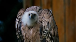 Vulture, Griffon Vulture, Birds Of Prey. Free Stock Video