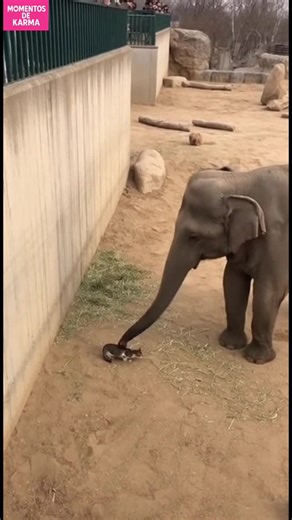 ¡Elefante al Rescate! Mira cómo un elefante salva a un mapache en un momento conmovedor. #fblifestyle #AI Generated using Kling AI . . . (Sólo con fines de entretenimiento. Consulte a profesionales si se presentan orientaciones sobre actividades. Si se muestra alguna marca, no implica ninguna afiliación. Si se inspiran en hechos reales, pueden incluirse adaptaciones creativas. El contenido puede incluir imágenes públicas.) | Amo a los animales