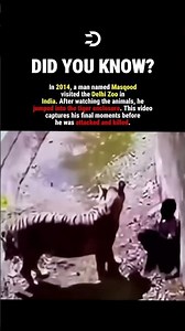 He jumped into a TIGER #history #facts