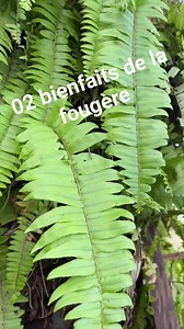 02 pouvoirs de la fougère | Katiana Bouliou