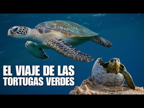 El Impactante CICLO de VIDA de las TORTUGAS Verdes… Su Asombroso Viaje por el Oceano - Documental