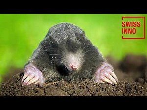 Capcana cartite fara momeala, Swissinno SuperCat Mole Trap