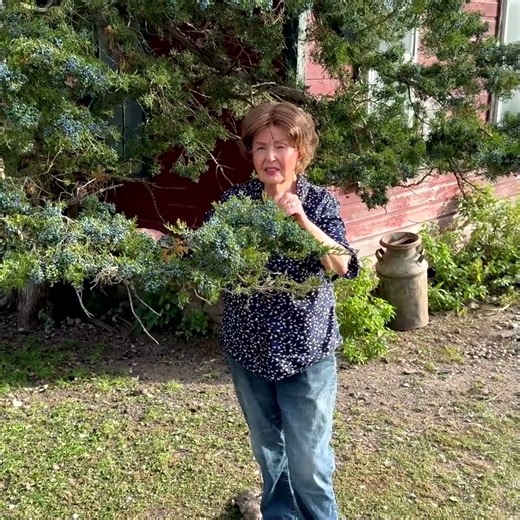 Juniper Berries Ready For Harvest