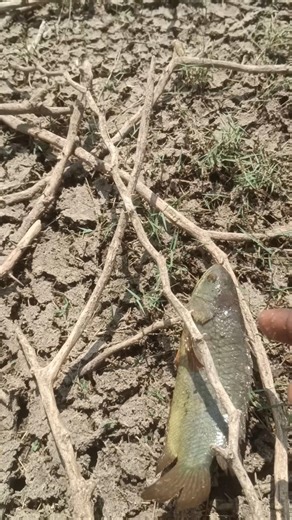 பனை மரம் ஏறும் மீன் 🐬 | Cast Net Fishing 🎣#shorts