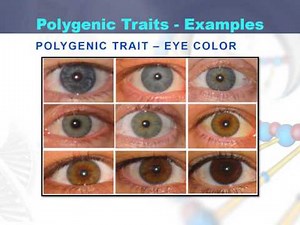 Lesson 80 Examples of polygenic inheritance