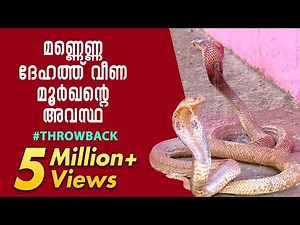The plight of cobra, drenched in kerosene | Throwback | Snake Master