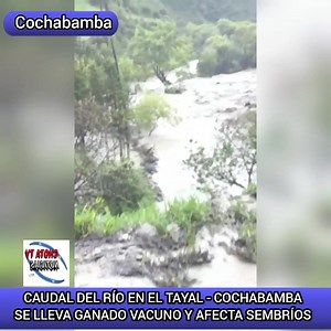 #Cochabamba - #Chota | CRECIDA DEL CAUDAL DEL RÍO SE LLEVA GANADOS VACUNO Y AFECTA SEMBRÍOS Producto de las fuertes lluvias el caudal del Río Chotano, en el Tayal - Cochabamba, se desborda y se lleva a ganado vacuno además afecta sembríos de productos de la zona. | Chota TV Noticias