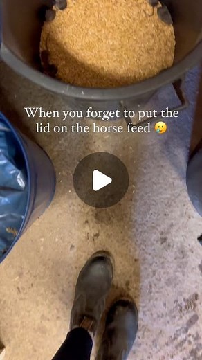 Mathilda | 🇸🇪 on Instagram: "🐭 So this happend! I expect the best comments Ever 😂 Let’s go! . . . #funnyanimals #funnyvideos #funnyanimalvideos #animals #mouse #mice #problems #horsefeed #horse #horses #havre #oats #roligadjur #mousetrap"