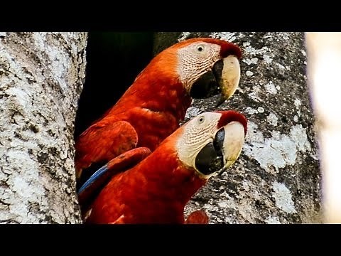 "Costa Rica" Documentary Film (English)