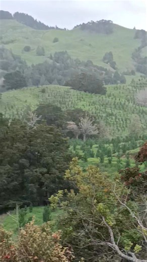 It's a crime it really is. | Matt King Northland