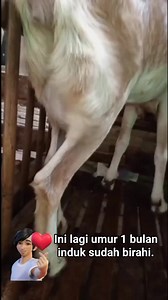 24K views · 124 reactions | Seperti ini cara ternak, Bagian 18 | Ternak kambing di indonesia | Facebook