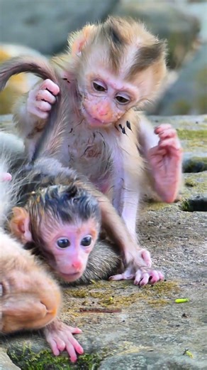 #animals #wildlife #cute #funny #babymonkey #elephant #cuteanimals #nature