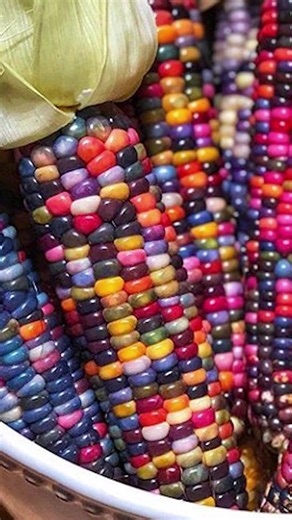 Revitalizing Glass Gem Corn: The Story of Carl Barnes