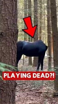 Animals That Fake Their Own Death to Survive