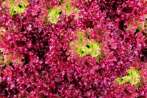 Bulk Organic Ruby Red Leaf Lettuce Seeds, Lactuca Sativa LC033C - Etsy