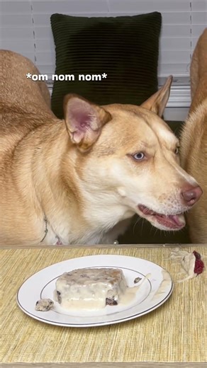 Dogs Eating Ice Cream Cake Is Pure Funny 😂🐶 | Birthday Sneak Peek #CuteDogs #DogBirthday