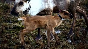 Caribou sanctuary in Canada saving endangered herd