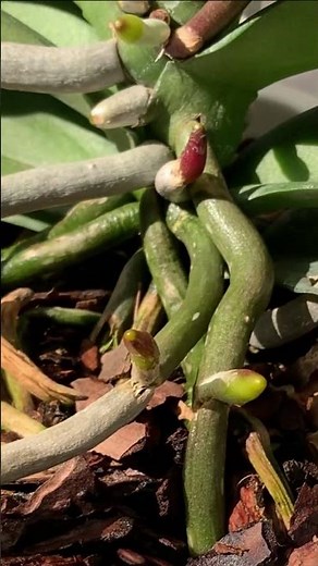 How to Water Orchids Properly (This Mistake Kills Roots Fast)