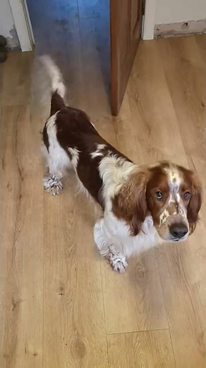 Welsh Springer Spaniel trick