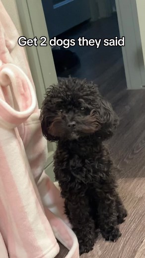 Understanding Goldendoodle and Toy Poodle Dogs