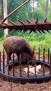 This documentary-style short shows a realistic primitive hunting trap built deep in the forest. Using sharpened wooden spikes, rope, and natural materials, a wild boar is caught while feeding on rice bait. No modern tools—only ancient survival knowledge and real jungle sounds. #PrimitiveDocumentary #WildBoarTrap #ForestHunting #SurvivalKnowledge #AncientSkills #BushcraftTools #PrimitiveLiving #NatureSounds #Shorts | Sun Bora Survival