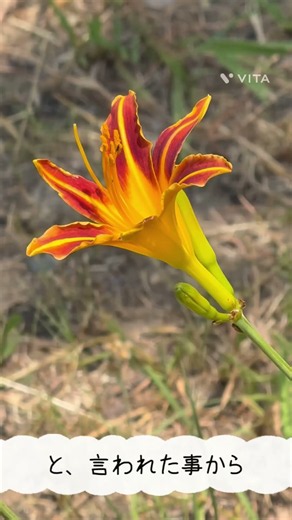 夏を彩る鮮やかな色彩ヘメロカリス Hemerocallis: Vibrant Colors That Brighten Up The Summer. #shorts #twtj