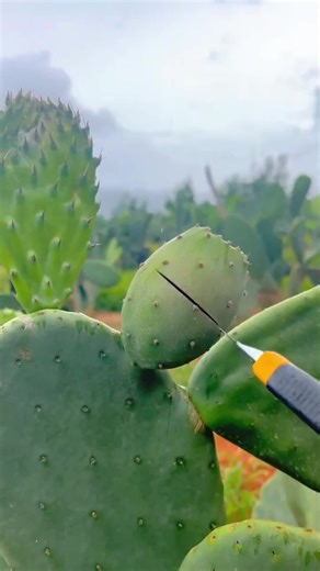 Relaxing ASMR Fruit Sounds for Ultimate Satisfaction