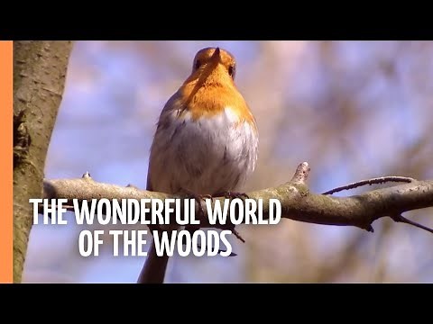 The wonderful world of the woods - part 2 | Full Documentary