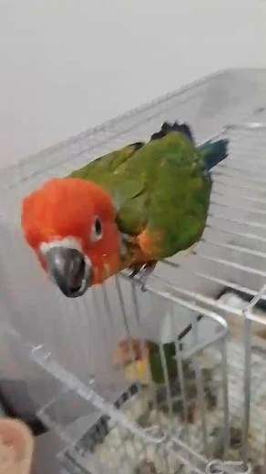 21K views · 281 reactions | Red Factor Sun Conure | Mc Kelly Ang | Facebook