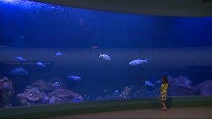 Take a daytrip to explore a tropical aquarium in Iowa