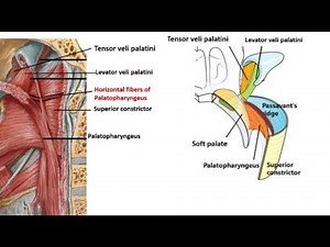 Passavant's Ridge (Passavant Ridge) ; Anatomy, Location, muscle composition and Function
