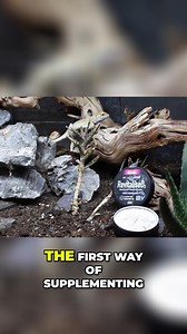 17 reactions | Here are some tips on how to supplement your reptiles. #ArcadiaReptile #ReptileCare #ReptileHealth #Reptiles #ReptileTok #ReptileKeeper #ReptileSupplements #ExoticPets #Amphibians #FrogTok #FrogCare #Lizards #LeopardGeckos #Beardeddragon #EarthPro #Revitalised3 #D3Cycle | Arcadia Reptile | Facebook