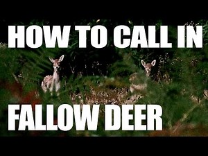 How to Call in Fallow Deer