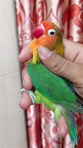 Top Quality Lovebirds: Green and Blue Variations