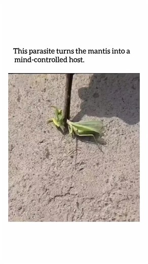 MOVIE FUN 🍿 on Instagram: "One of nature’s darkest mind-control stories happens inside a simple praying mantis. 🦗🧠🐍 What you’re seeing isn’t just a bug — it’s a host being controlled by a parasite known as a horsehair worm. These worms grow and mature inside insects, silently feeding and waiting until the right moment. When it’s ready to leave, the worm doesn’t escape normally. It rewires the mantis’s brain. The insect suddenly seeks water — something a healthy mantis would never do. And onc