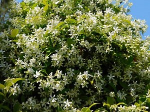 La fleur de jasmin - Gamm vert