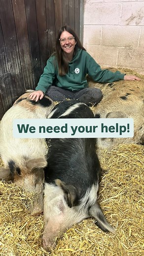 Surge Sanctuary 🌱 on Instagram: "URGENT: we need your help! Unfortunately due to increasing costs and a decrease in our monthly donations, we’re now facing a shortfall each month which threatens the ongoing running of the sanctuary. To be able to continue caring for the animals, we need help from you, our amazing supporters 💚 We need to raise an extra £5000 per month. This will ensure we can pay for feed, bedding, ongoing maintenance and veterinary costs. The sanctuary is entirely run by volun