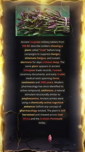 Ancient Soldiers Chewed This Plant Before Battles