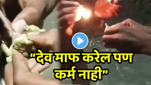 “देव माफ करेल पण कर्म नाही!” दिवाळीत तरुणांनी बेडकाच्या तोंडात लावला फटाका; जीव वाचवण्यासाठी तडफडत राहीला पण शेवटी…VIDEO व्हायरल