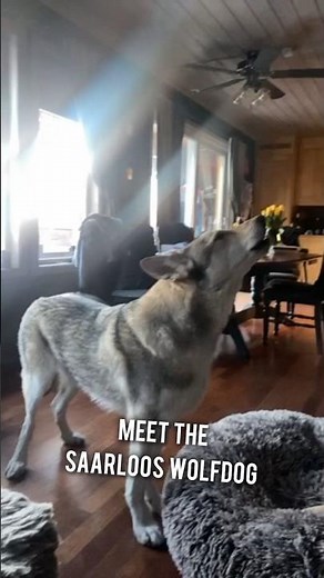 Discovering the Saarloos Wolfdog: A Rare and Unique Breed