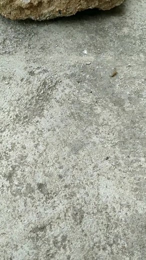 aproveitei q copiaram o meu antigo e fiz um novo👀 #josukehigashikata ... | josuke theme