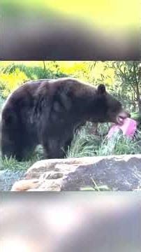 Animals eat meals, play with treats at the Oakland Zoo