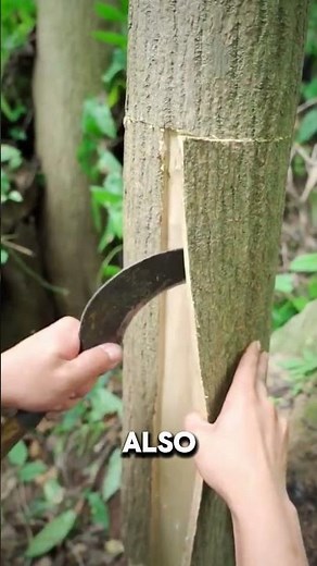 A Medicinal Treasure with Surprising Uses!