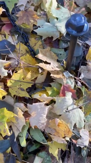 Setting Coon traps #trapping #hunting #diy