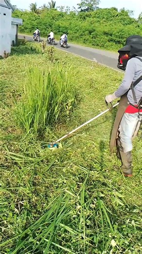 Babat rumput ilalang