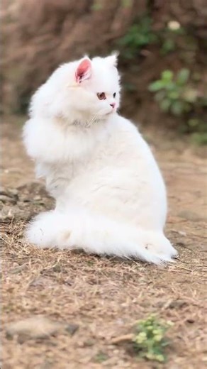 White Cat | White persian cat video