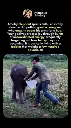 HOW LITTLE ELEPHANTS SHOW AFFECTION